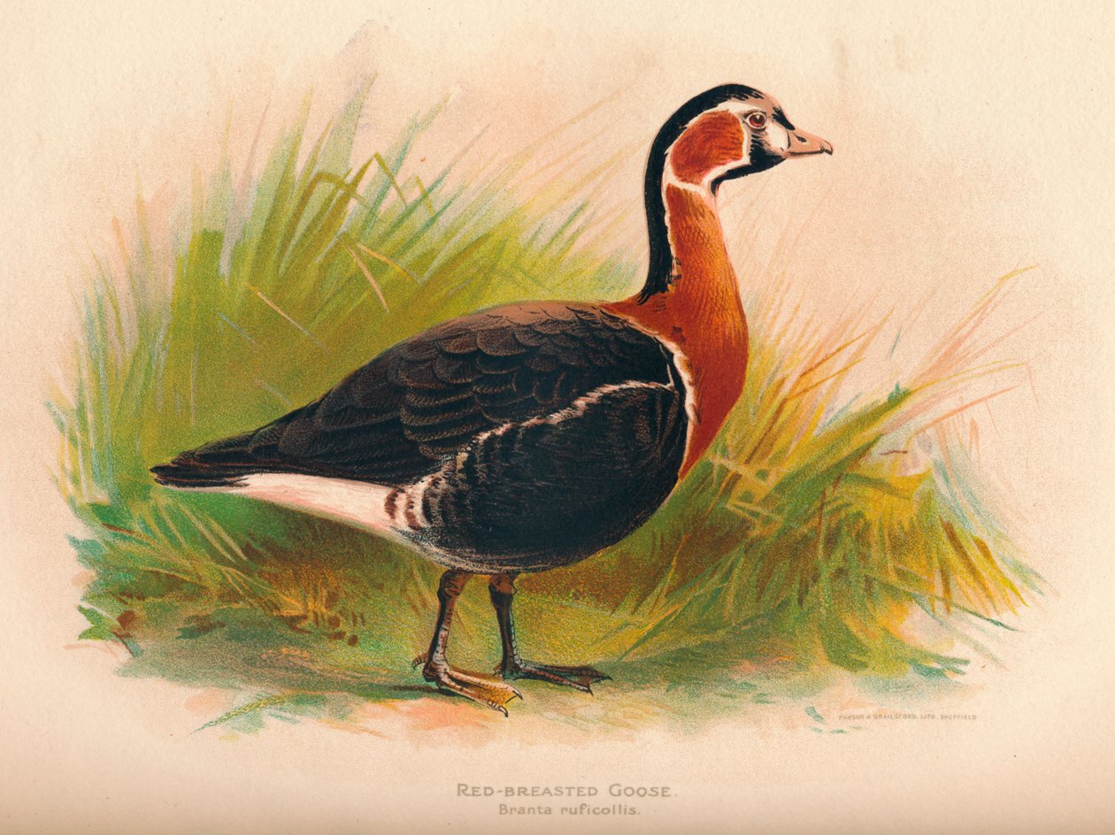 红胸鹅黑雁ruficollis，1900，1900 作者 查尔斯·怀姆珀