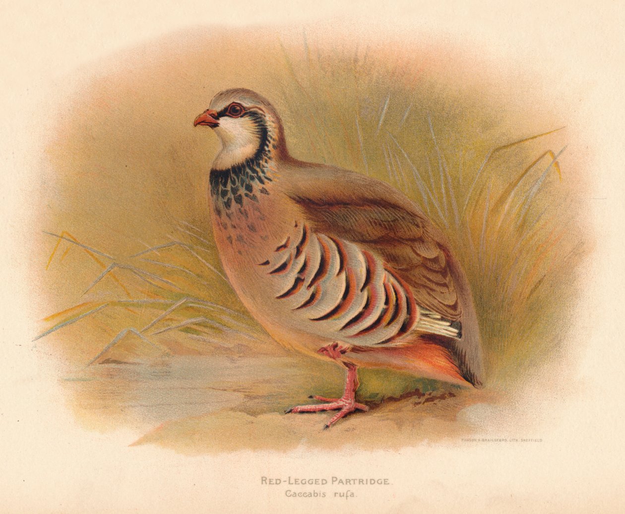 红腿Part Caccabus rufa，1900，1900 作者 查尔斯·怀姆珀