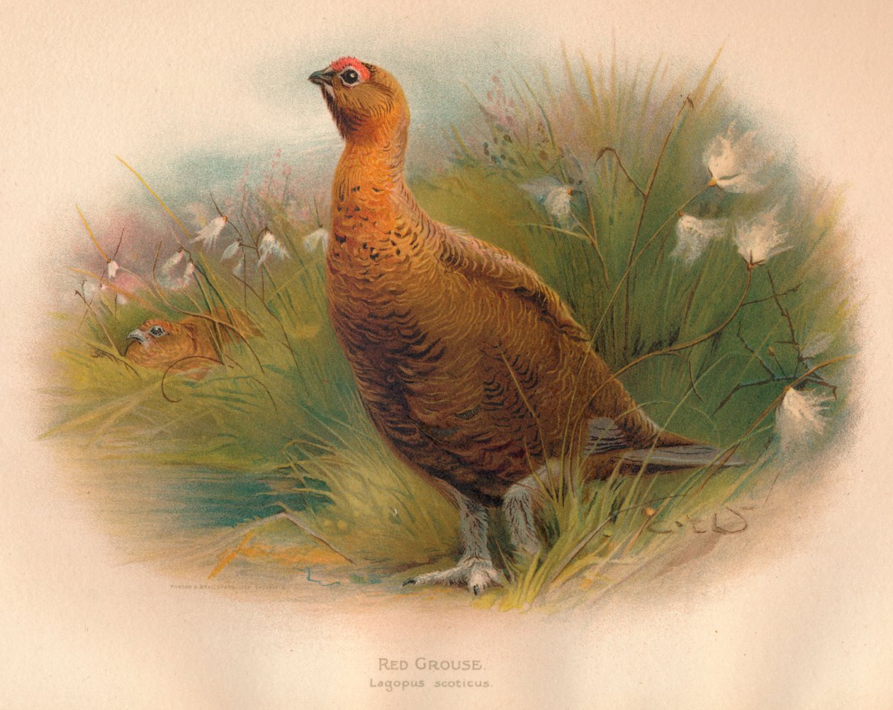 红松鸡Lagopus scoticus，1900，1900 作者 查尔斯·怀姆珀