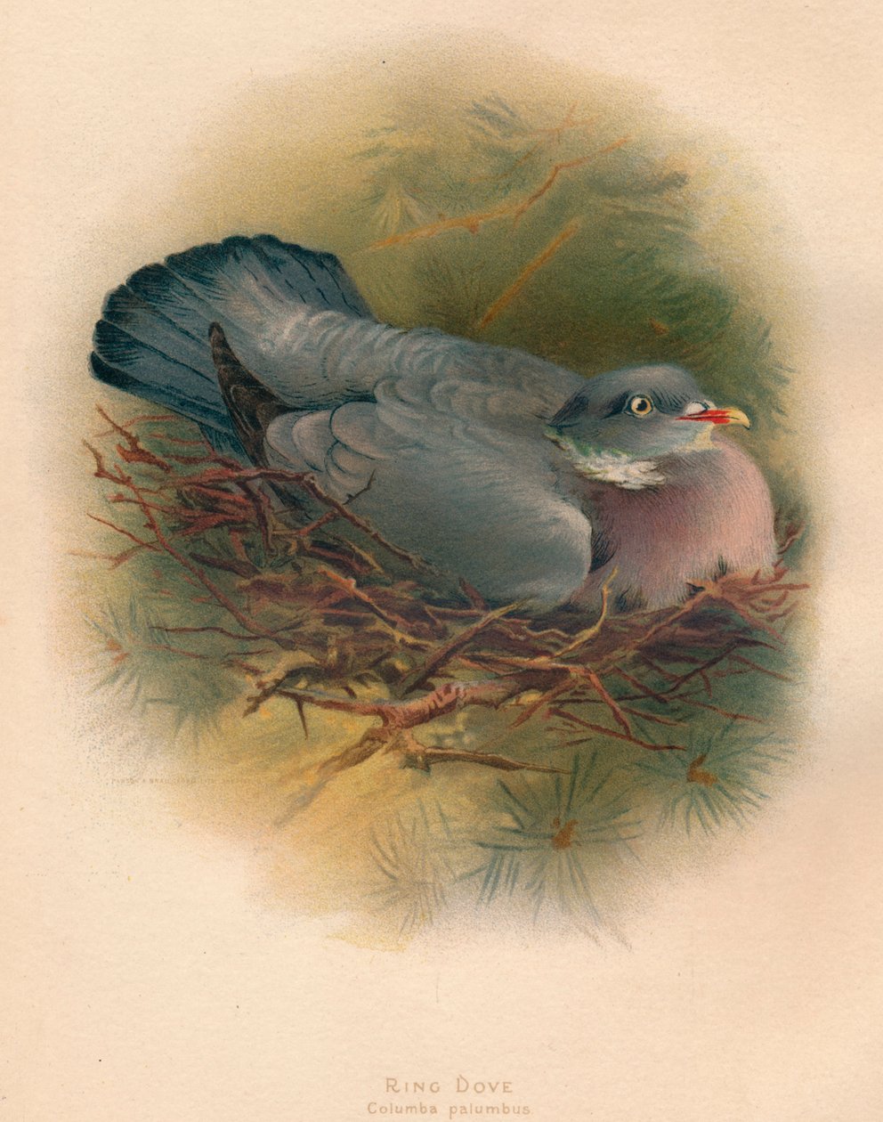 Ring Dove Columbs palumbus，1900，1900 作者 查尔斯·怀姆珀