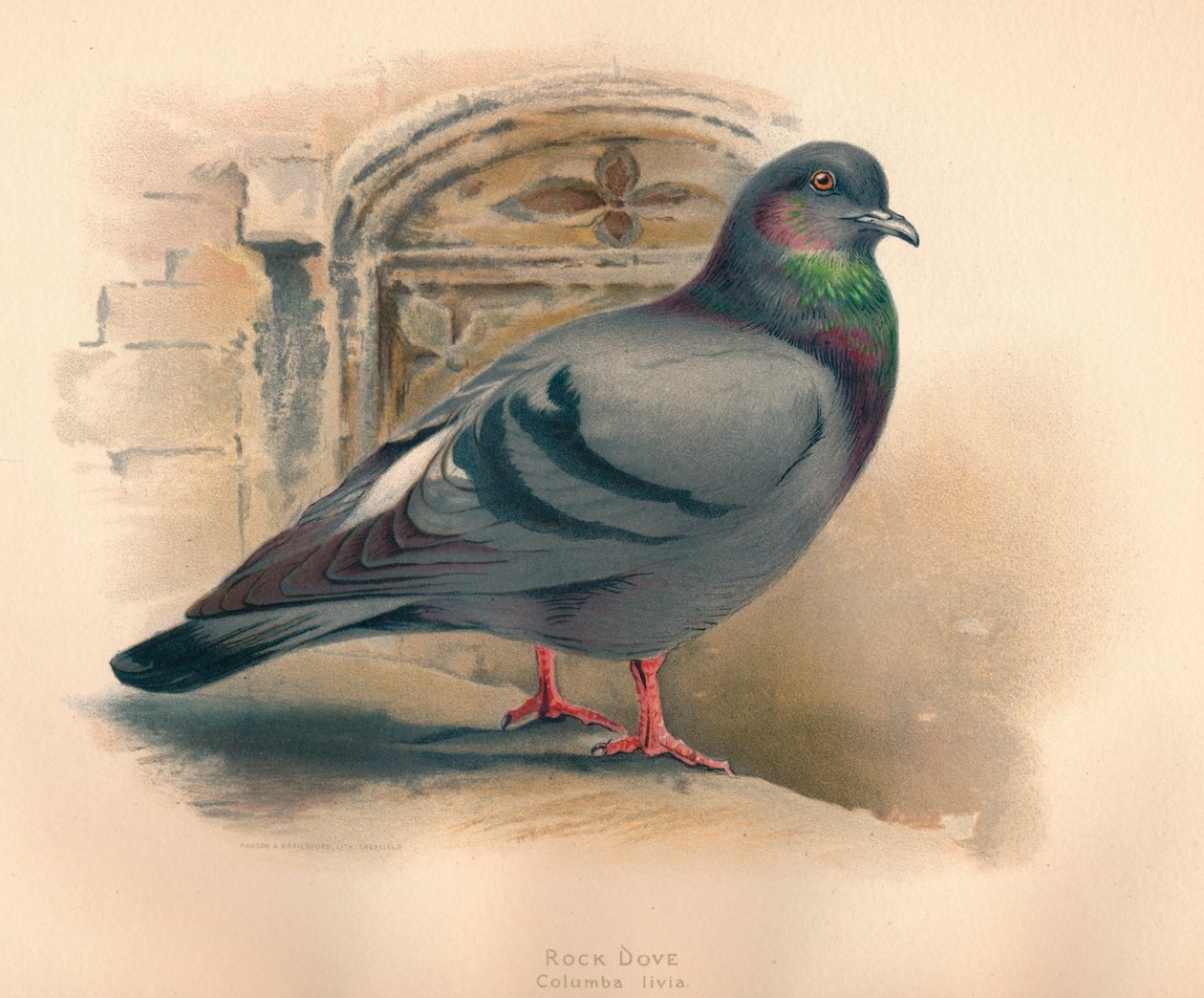 1900年，1900年，哥伦巴·利维亚·洛克鸽（Rock Dove Columba livia） 作者 查尔斯·怀姆珀