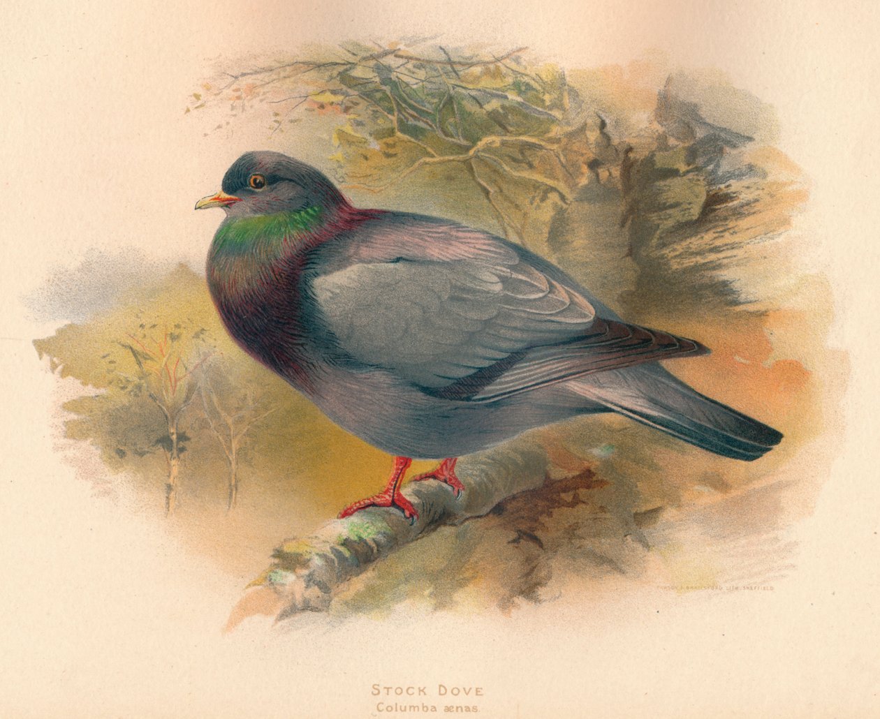 鸽子鸽哥伦巴aenas，1900，1900 作者 查尔斯·怀姆珀
