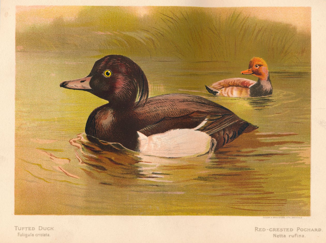 簇绒鸭Fuligata cristata，红冠Pochard Netta rufina，1900，1900 作者 查尔斯·怀姆珀