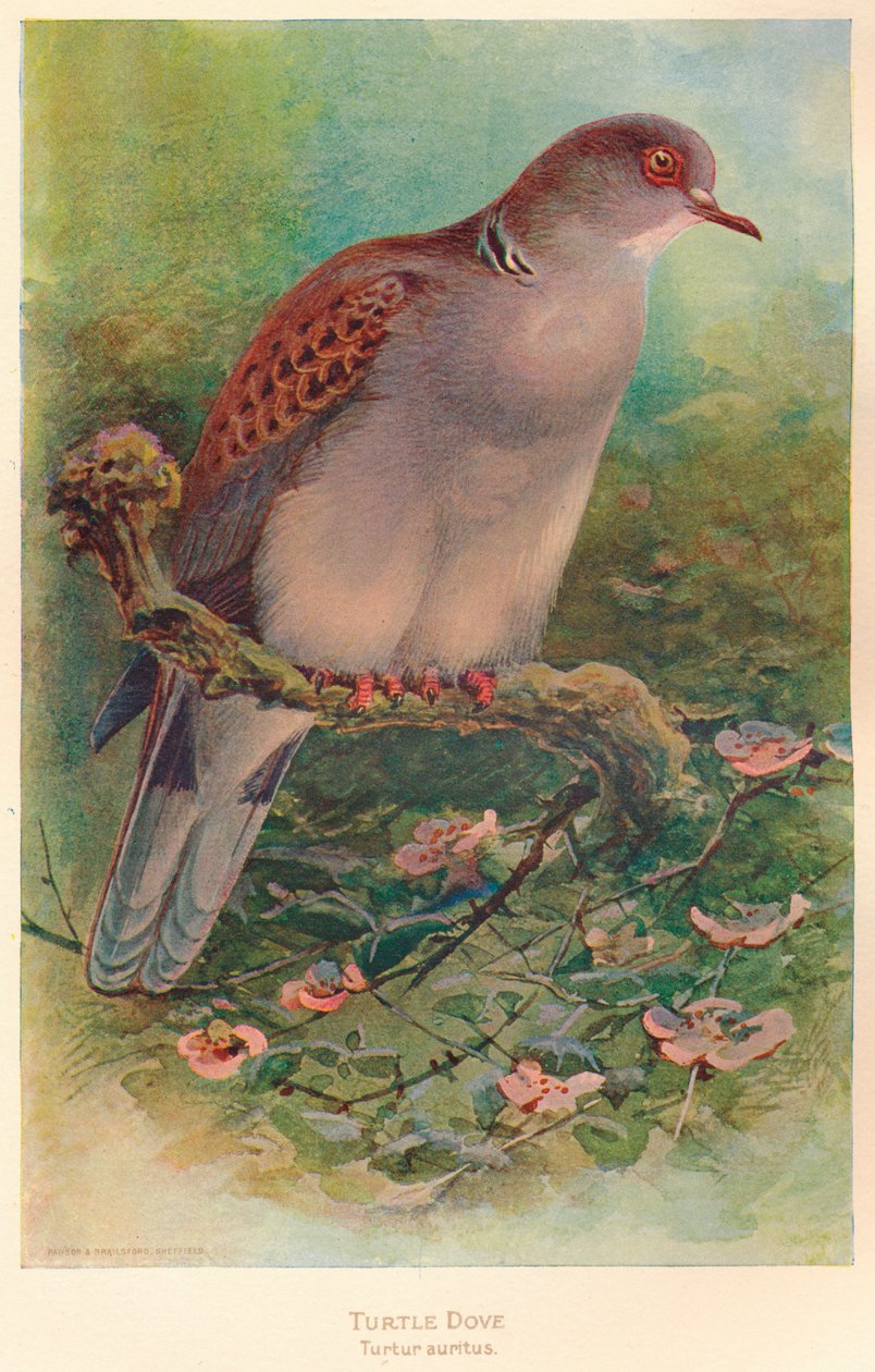 斑鸠龟anritns，1900年，1900 作者 查尔斯·怀姆珀