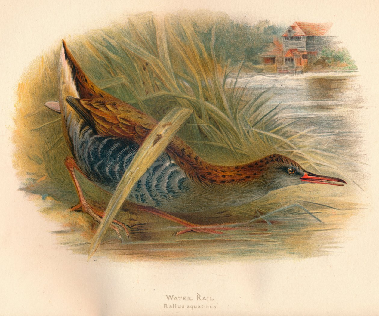 水上铁路水牛Rallus aquaticus，1900，1900 作者 查尔斯·怀姆珀