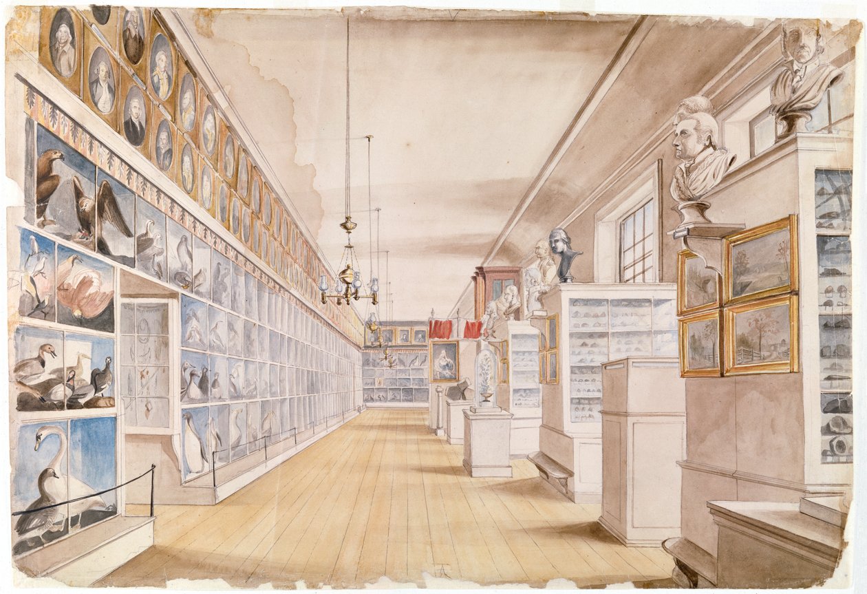 长室，Peales博物馆前室的内部，1822年（纸上石墨） 作者 查尔斯·威尔森·皮尔