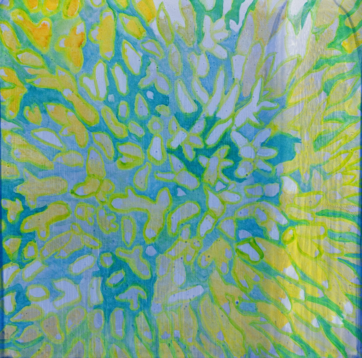Acrapora，2000（石油上的石油） 作者 夏洛特·约翰斯通
