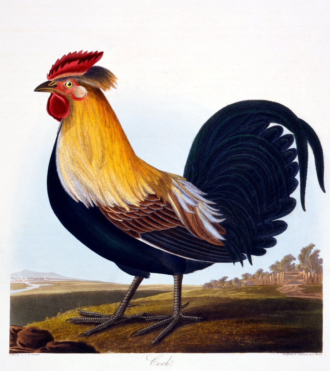 公鸡（Phasianus），由Robert Havell，Jr（1793-1878），1835年刻 作者 夏洛特·勒·佩罗特