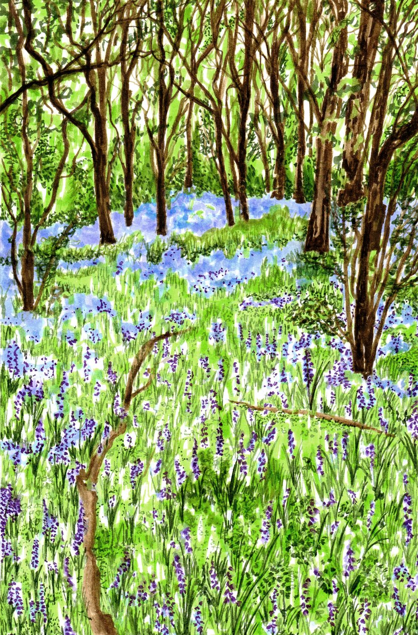蓝花楹, 2021年 作者 夏洛特奥尔