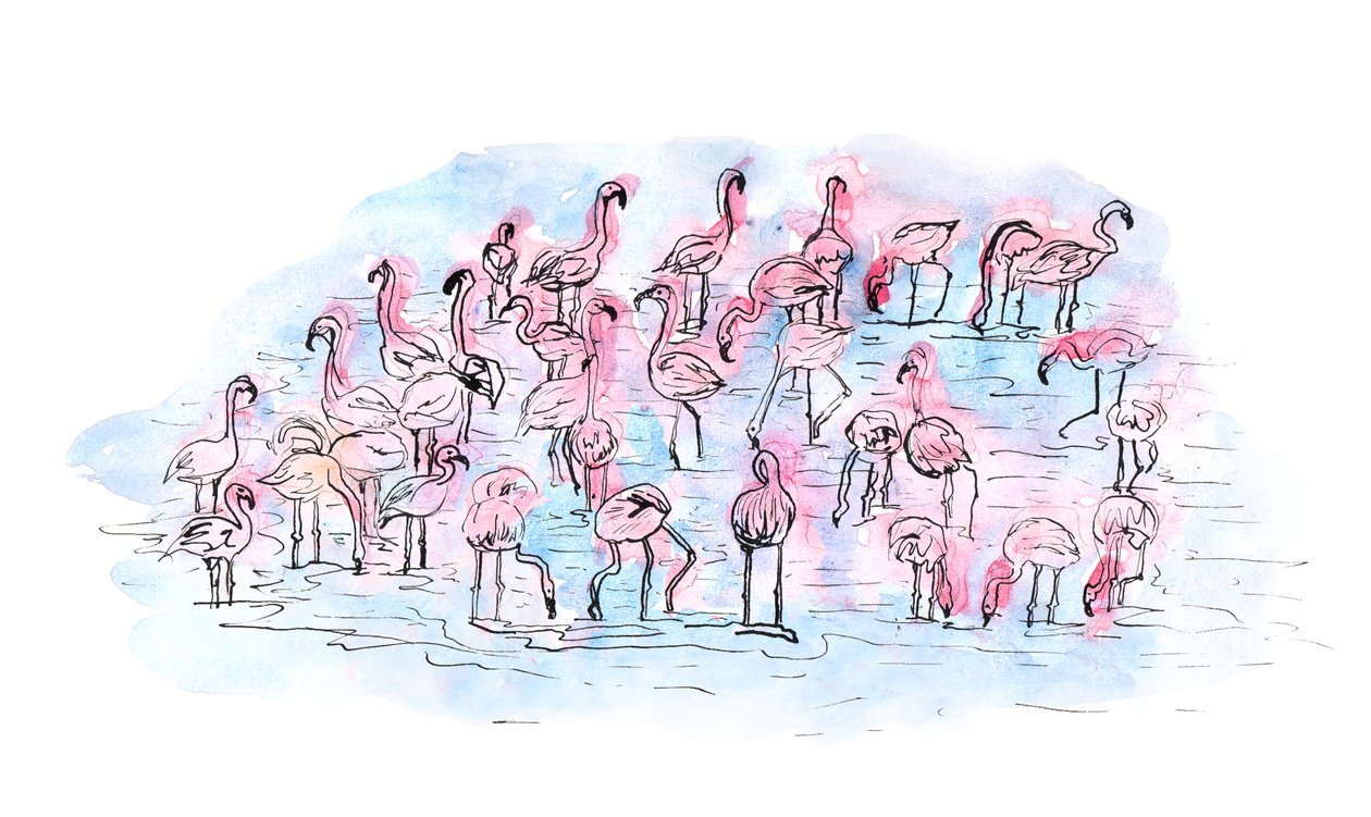 火烈鸟2，2018（水墨和水彩画） 作者 夏洛特奥尔