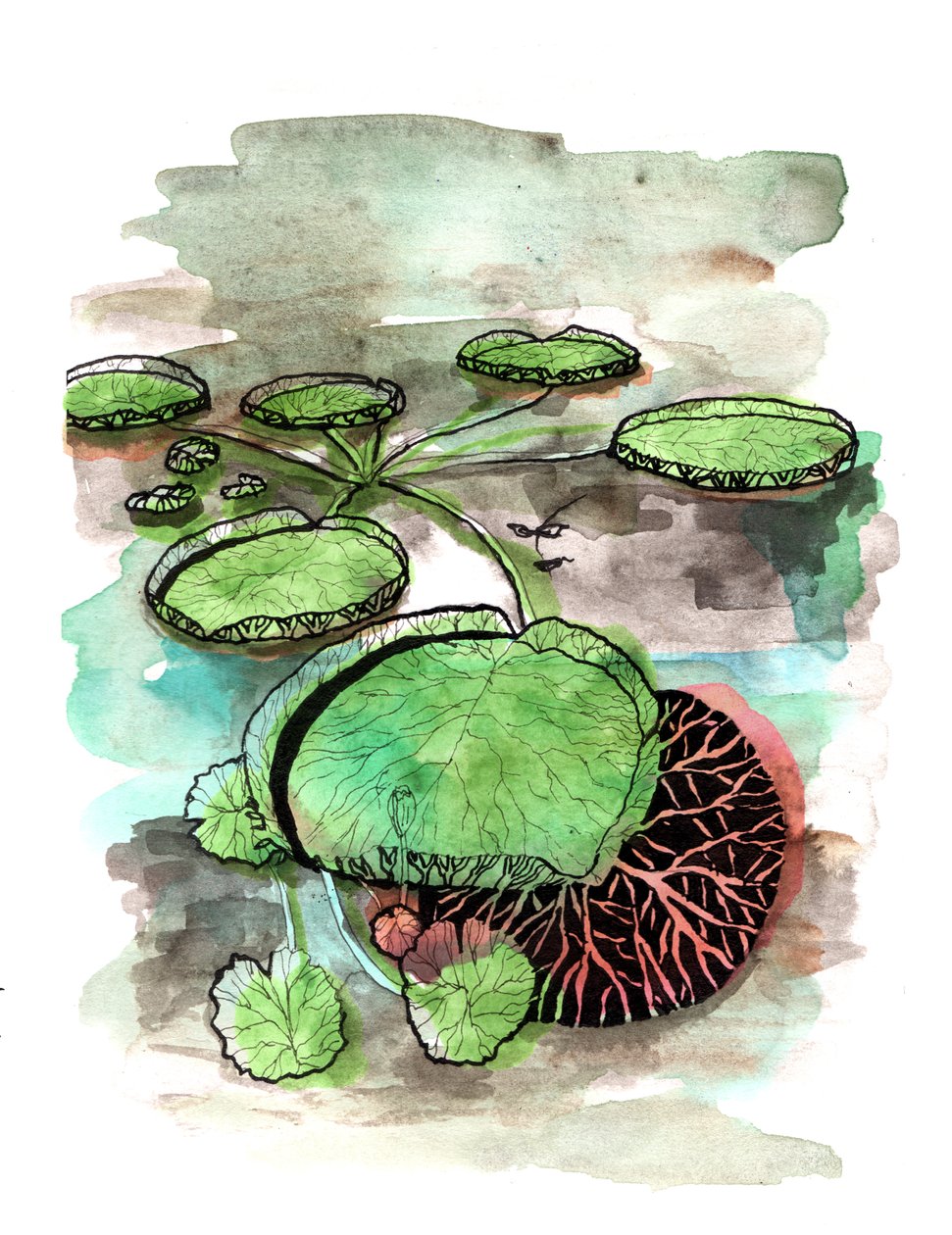 Lilypads, 2020 作者 夏洛特奥尔