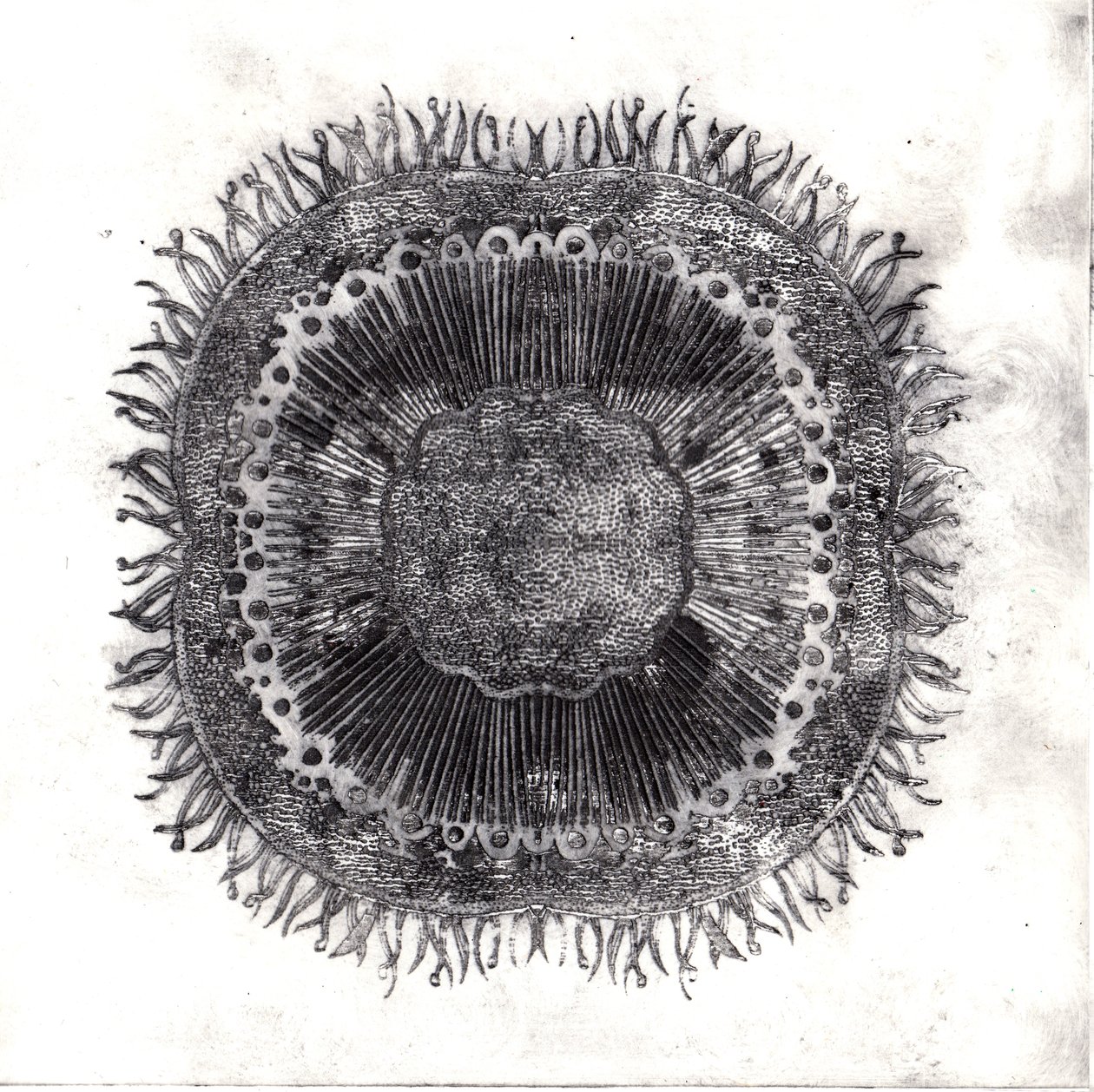 植物细胞，2019年（干点蚀刻）。 作者 夏洛特奥尔
