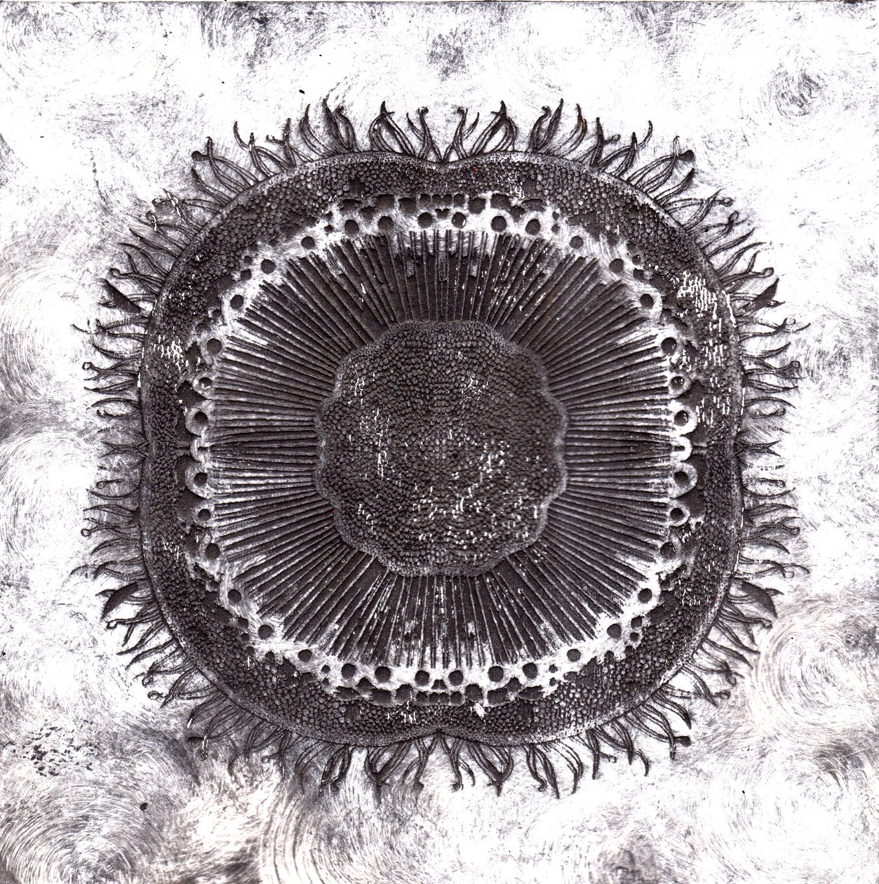 植物细胞，2019年（干点蚀刻）。 作者 夏洛特奥尔