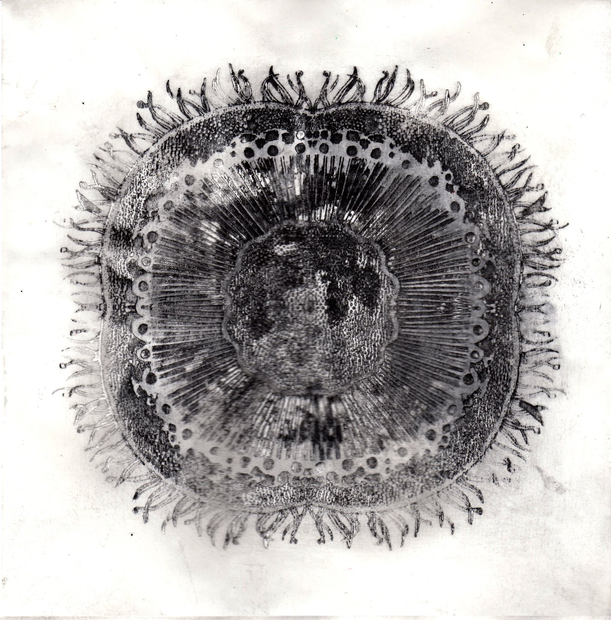 植物细胞，2019年（干点蚀刻）。 作者 夏洛特奥尔
