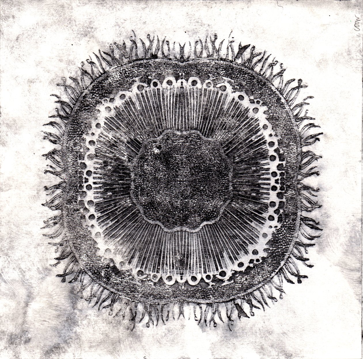 植物细胞，2019年（干点蚀刻）。 作者 夏洛特奥尔