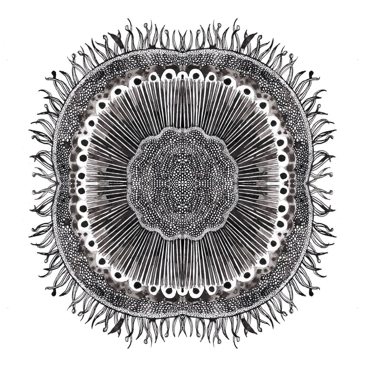 植物细胞，2019年（钢笔和墨水） 作者 夏洛特奥尔