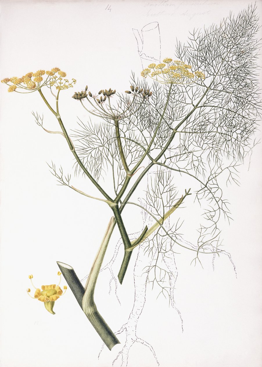 植物研究，1822-1845年 作者 夏洛特·斯特里克兰