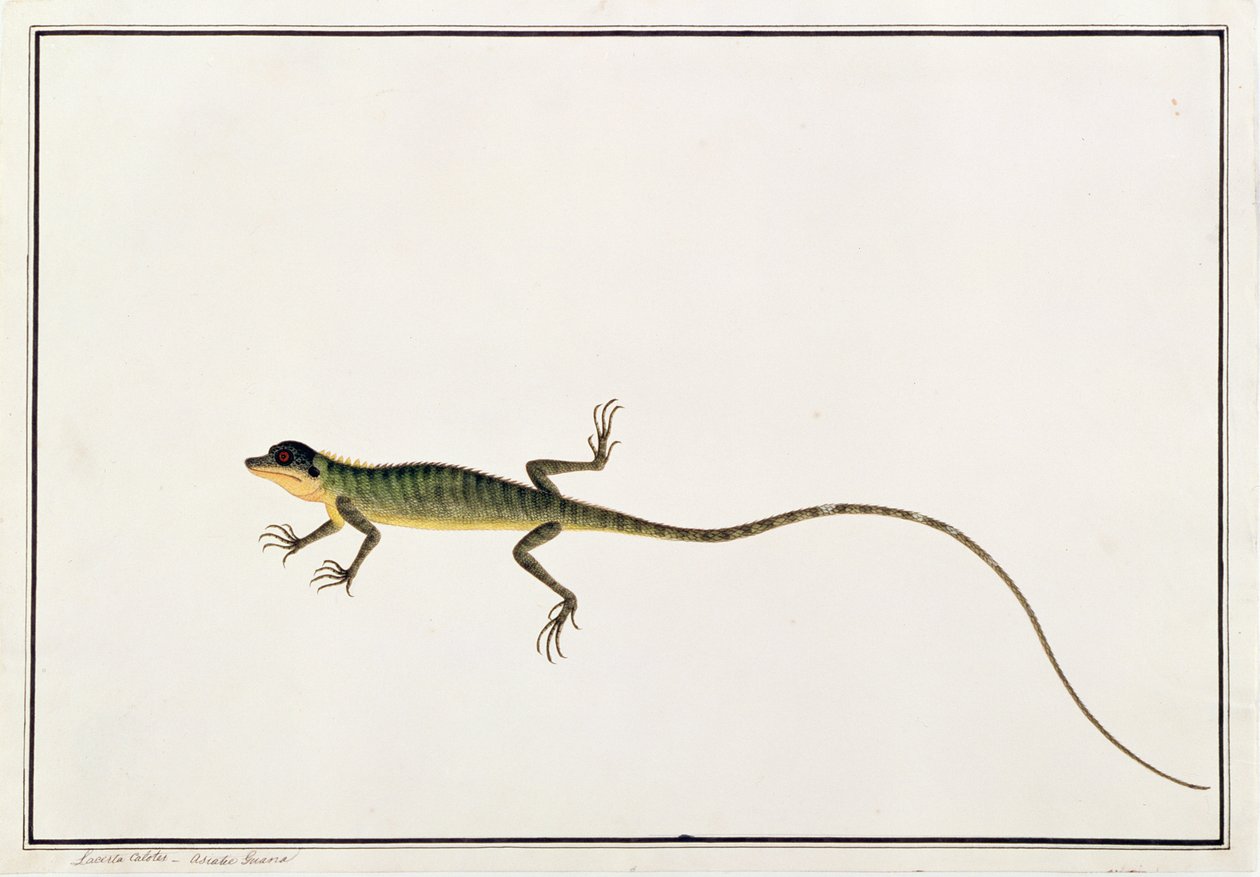 亚洲Guana，Lacerta Calotes，来自马六甲的动物，昆虫和爬行动物图画，c.1805-18（wc和纸上水粉） 作者 中文学校
