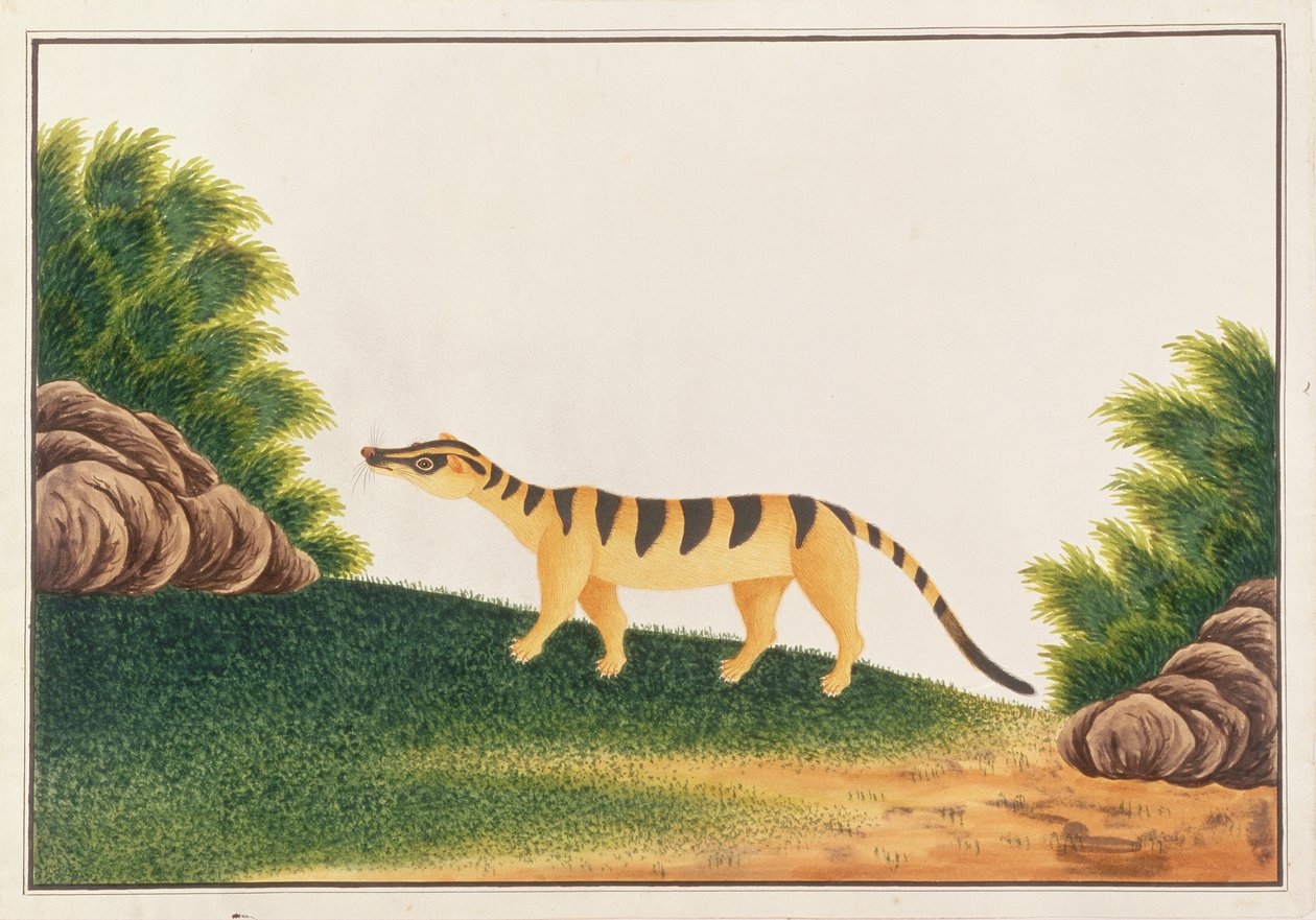 带状棕榈果子狸，来自马六甲的动物图画，昆虫和爬行动物，c.1805-18（wc＆gouache on paper） 作者 中文学校