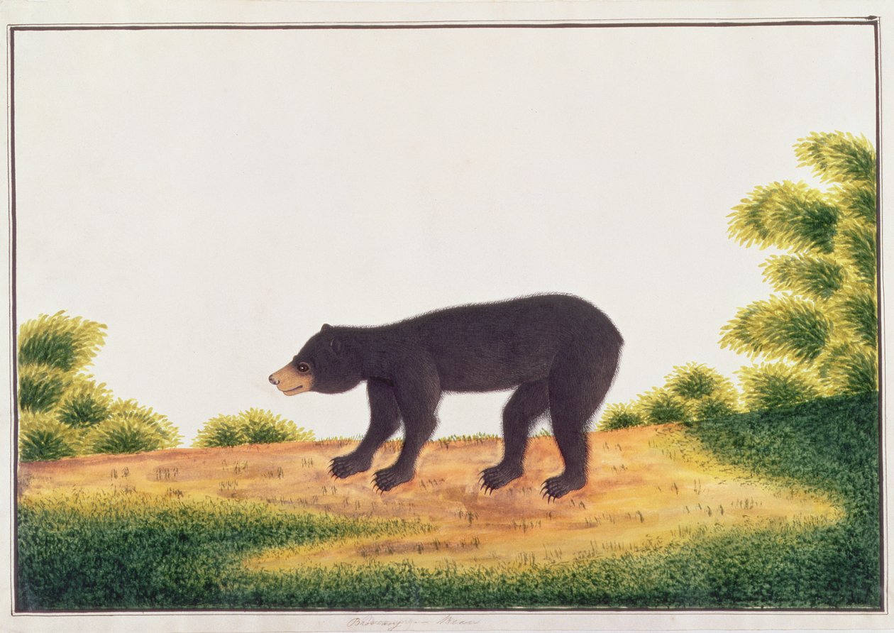 熊，Broo-ang，来自马六甲的动物，昆虫和爬行动物图画，c.1805-18（纸和水粉和水粉） 作者 中文学校