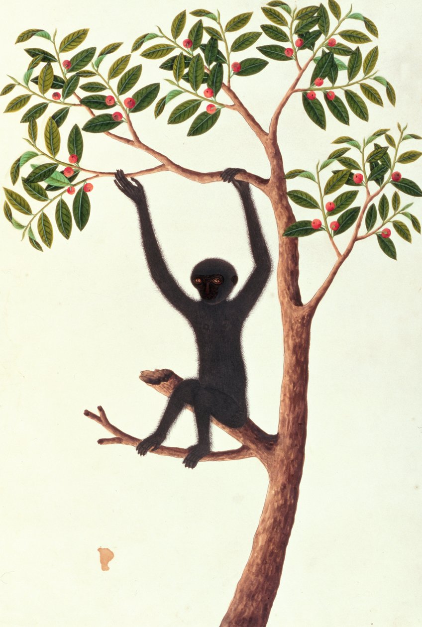 黑色长臂猿，Ongka Pitam，来自马六甲的动物，昆虫和爬行动物图画，c.1805-18（wc和纸上水粉） 作者 中文学校
