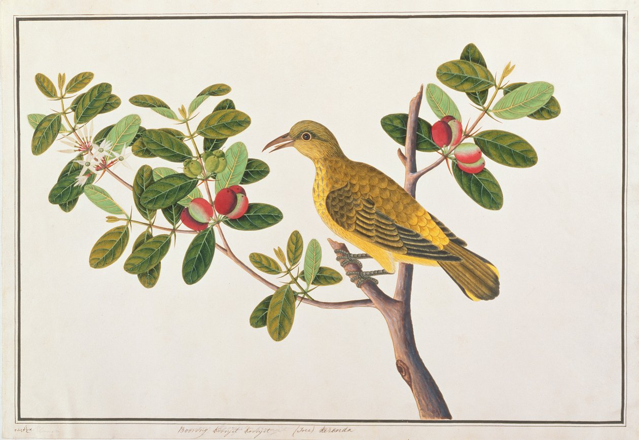 黑枕黄鹂，来自马六甲的鸟类图画，c.1805-18（纸上写着） 作者 中文学校