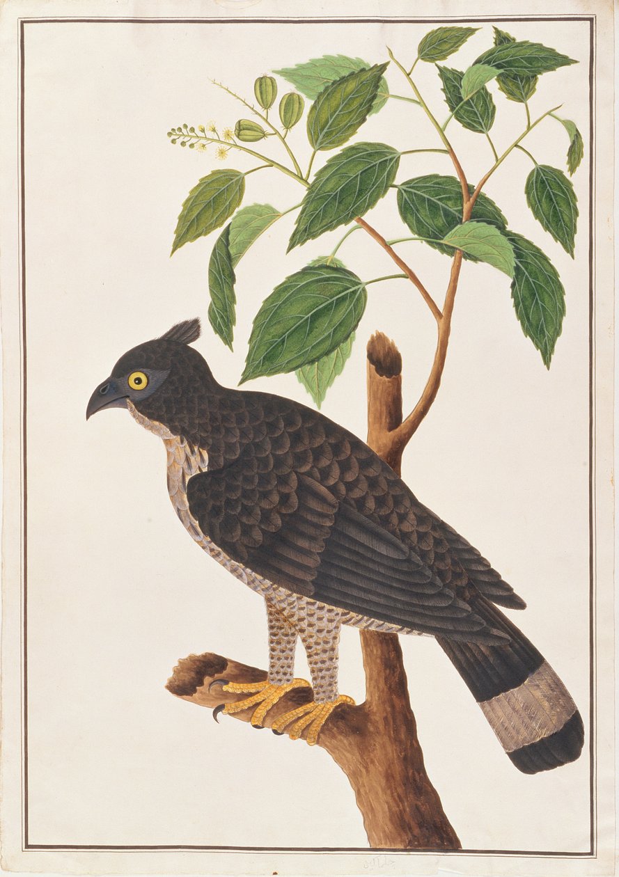 Blyths Hawk Eagle，来自马六甲的鸟类画，c.1805-18（纸上写着） 作者 中文学校
