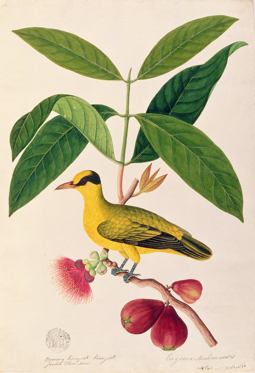 Boorong koonjiet koonjiet，Jambo Flore mera，来自马六甲的鸟类画，c.1805-18（纸上写着） 作者 中文学校