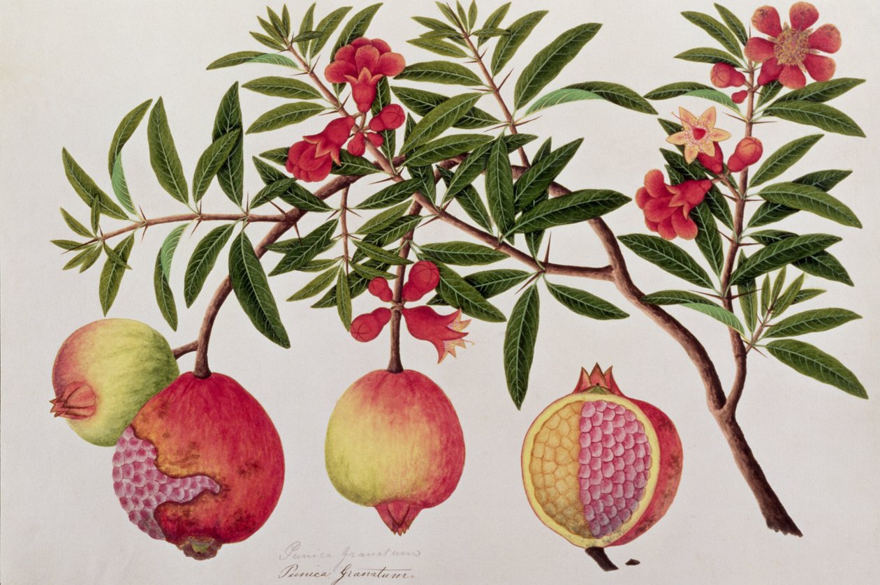 Bua Klitchie或Caesalpinia bonduccella，来自马六甲的植物图纸，c.1805-18（纸上写着） 作者 中文学校