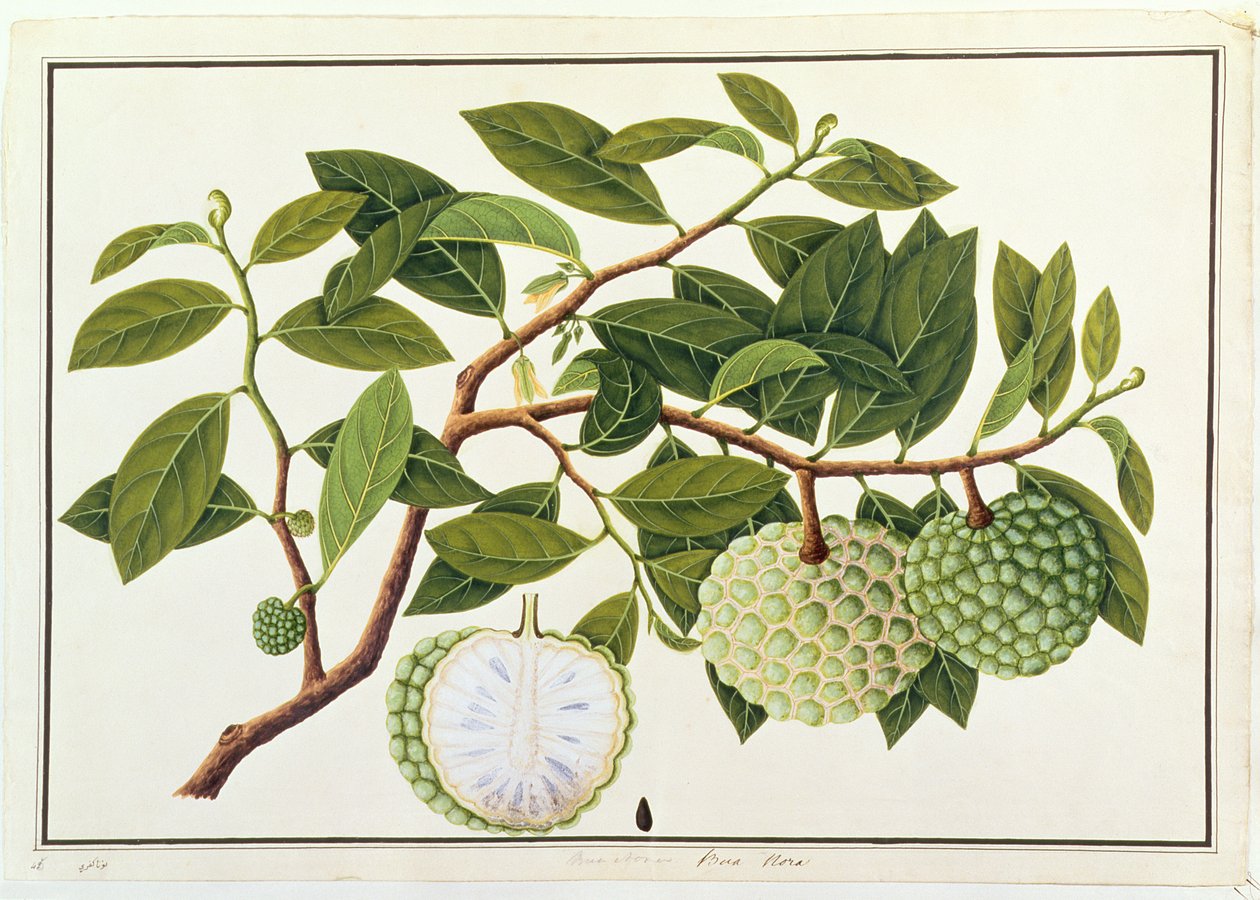 Bua Nora，来自马六甲的植物图纸，c.1805-18（纸上写着） 作者 中文学校