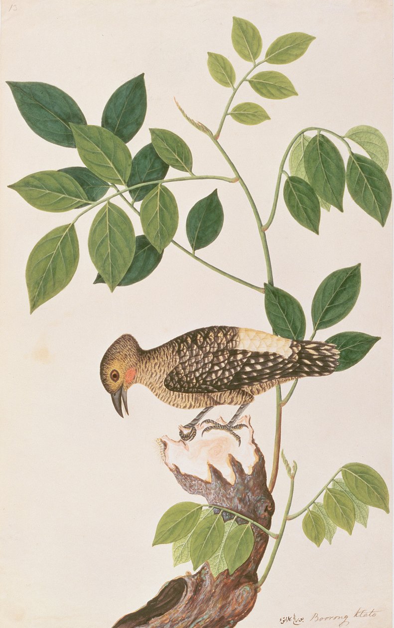 Buff-rumped啄木鸟，来自马六甲的鸟类图画，c.1805-18（纸上wc） 作者 中文学校