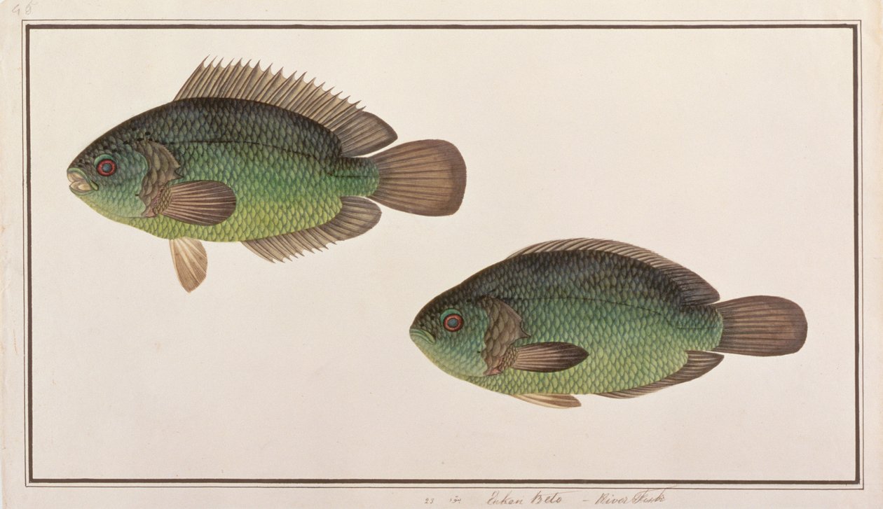 登山鲈鱼，来自马六甲的鱼类图画，c.1805-18（纸上wc） 作者 中文学校