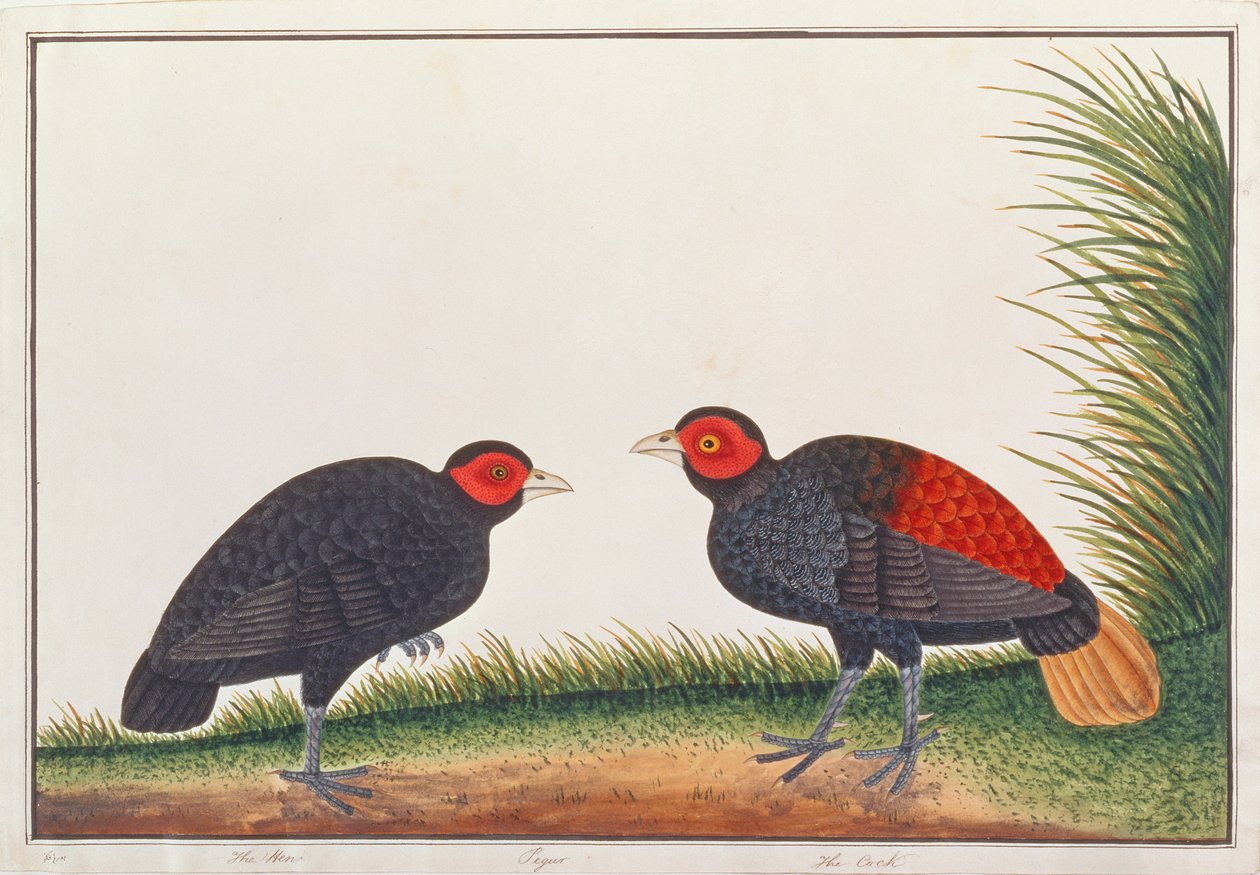 Crestless Fireback，来自马六甲的鸟类画，c.1805-18（纸上写着） 作者 中文学校