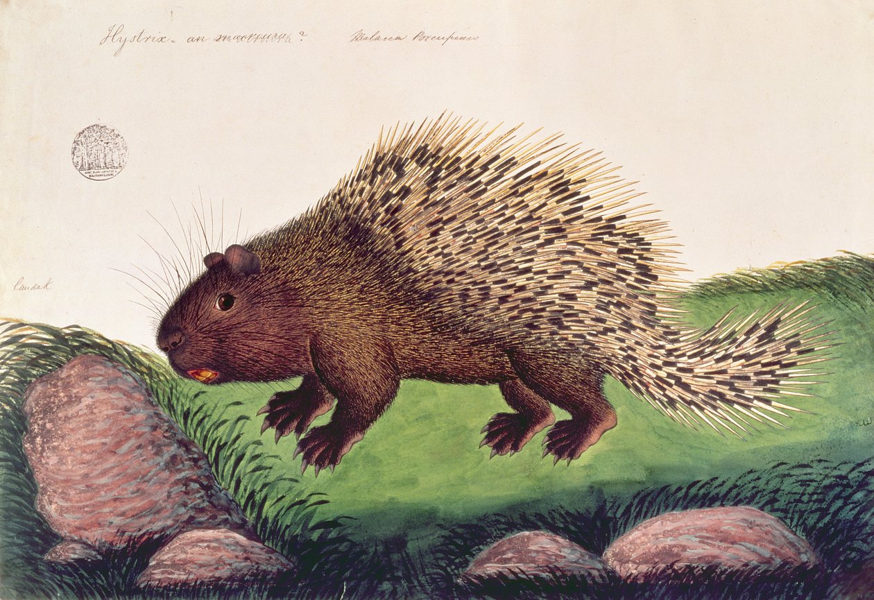 Dammai Batoo，来自马六甲的动物，昆虫和爬行动物图画，c.1805-18（水粉和纸上的wc） 作者 中文学校