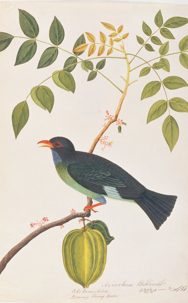 Dollarbird，来自马六甲的鸟类图画，c.1805-18（纸上写着） 作者 中文学校