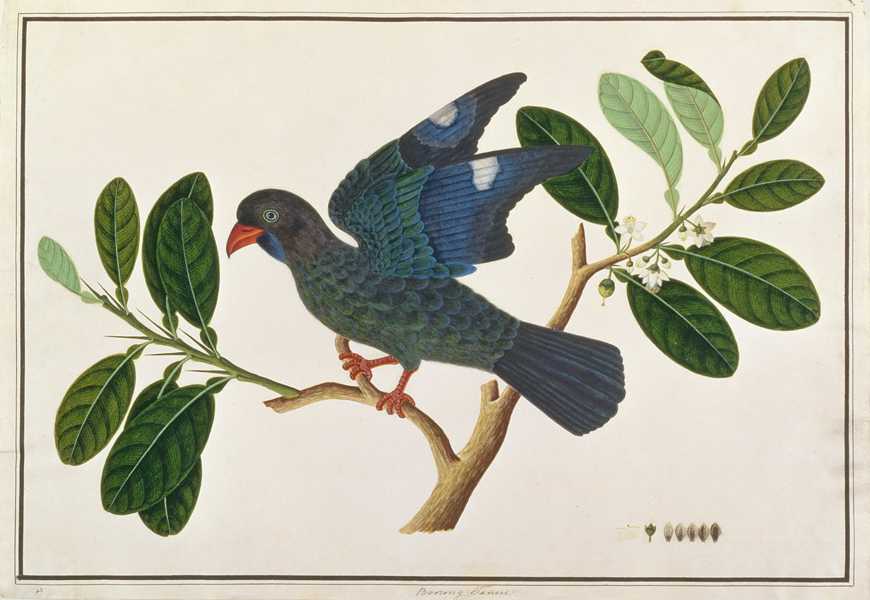 Dollarbird，来自马六甲的鸟类图画，c.1805-18（纸上写着） 作者 中文学校