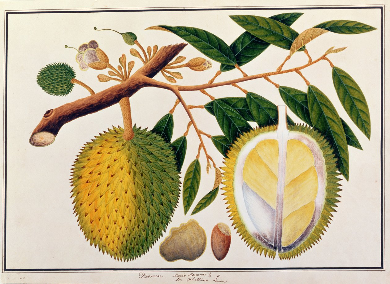 Doorean或Durio Hercorae，来自马六甲的植物图纸，c.1805-18（纸上写着） 作者 中文学校