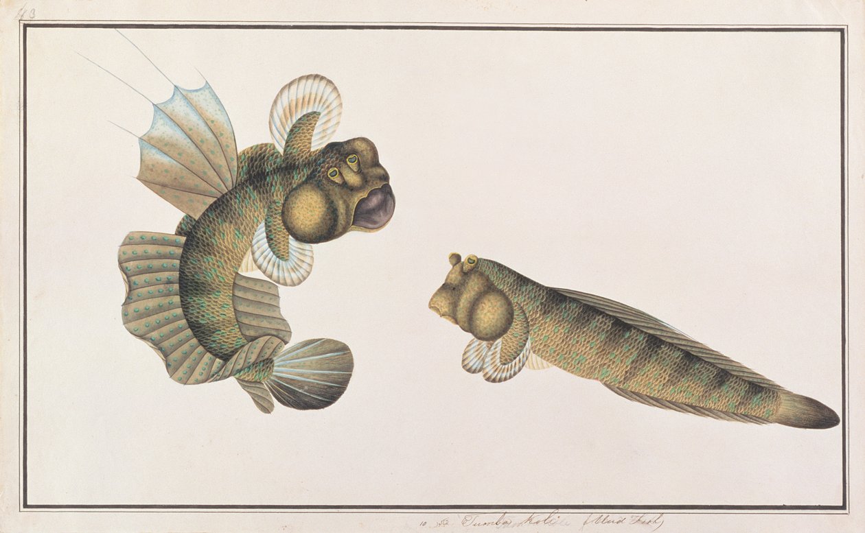 Dragon Mudskipper，来自马六甲的鱼类图画，c.1805-18（纸上写着） 作者 中文学校