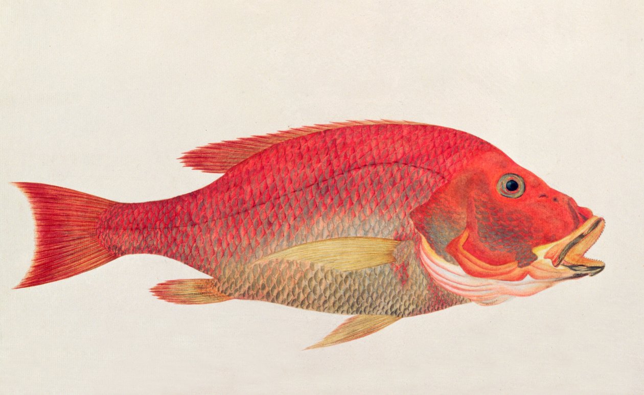 Eekan Bambangan，来自马六甲的鱼类图画，c.1805-18（纸上写着） 作者 中文学校