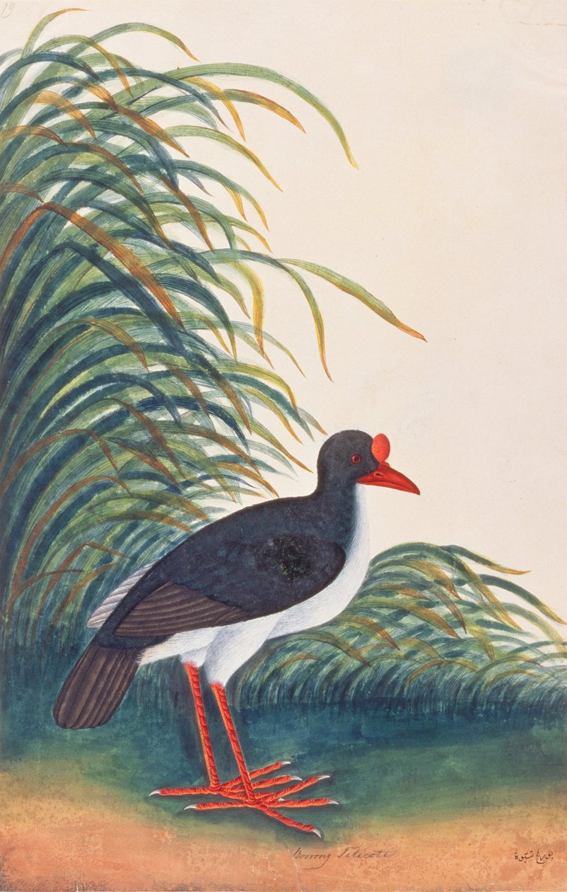 欧亚蛎鹬，来自马六甲的鸟类图画，c.1805-18（纸上写着） 作者 中文学校
