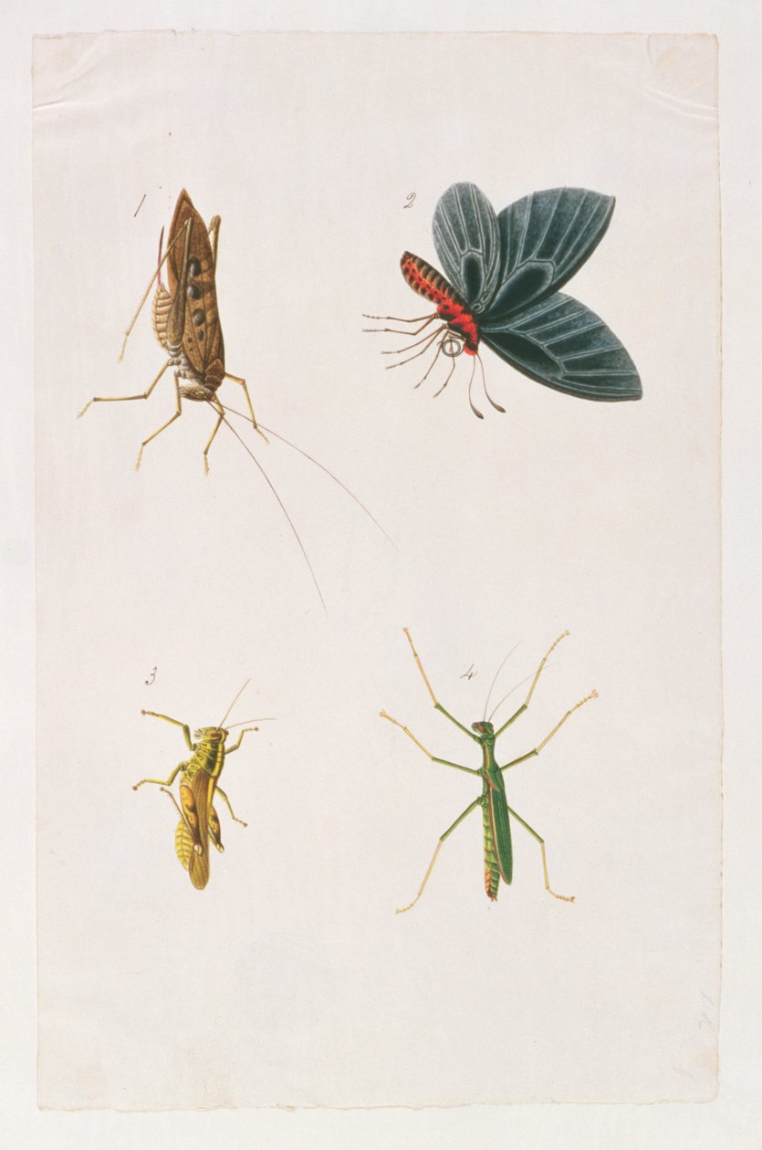 四种昆虫，来自马六甲的动物，昆虫和爬行动物图画，c.1805-18（wc＆gouache on paper） 作者 中文学校