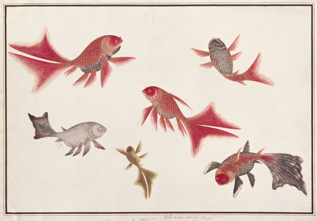 金鱼和银鱼，来自马六甲的鱼的图纸，c.1805-18（纸上的wc） 作者 中文学校