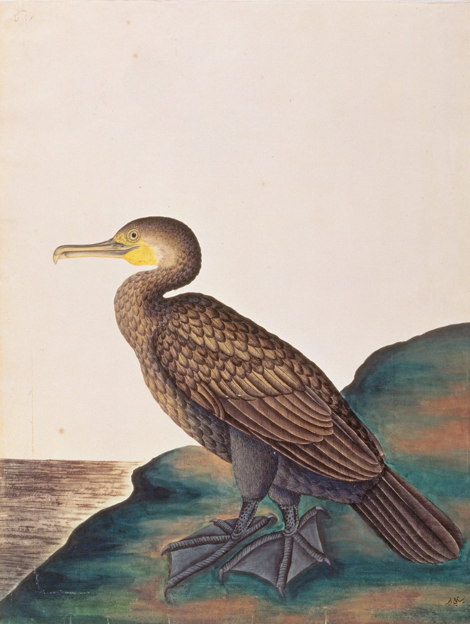 伟大的鸬鹚，来自马六甲的鸟类图画，c.1805-18（纸上wc） 作者 中文学校
