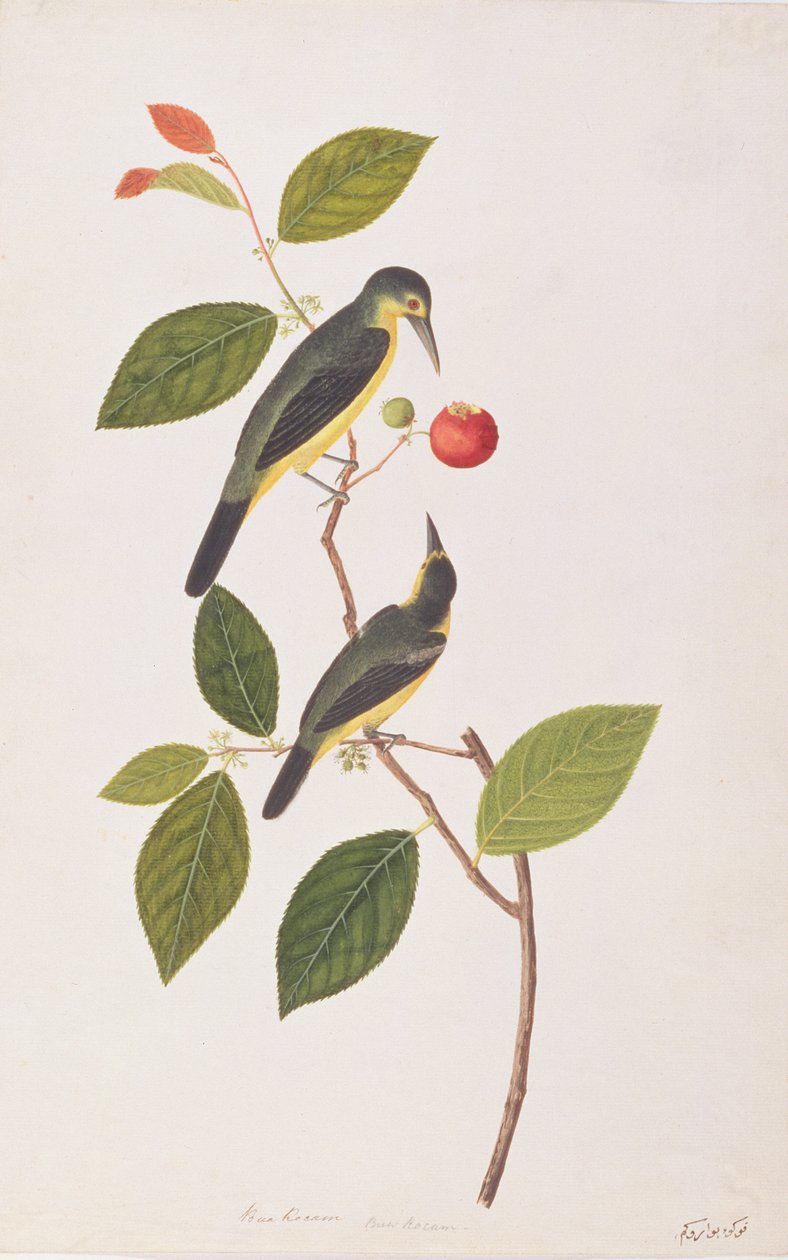 伟大的Iora，来自马六甲的鸟类画，c.1805-18（纸上写着） 作者 中文学校
