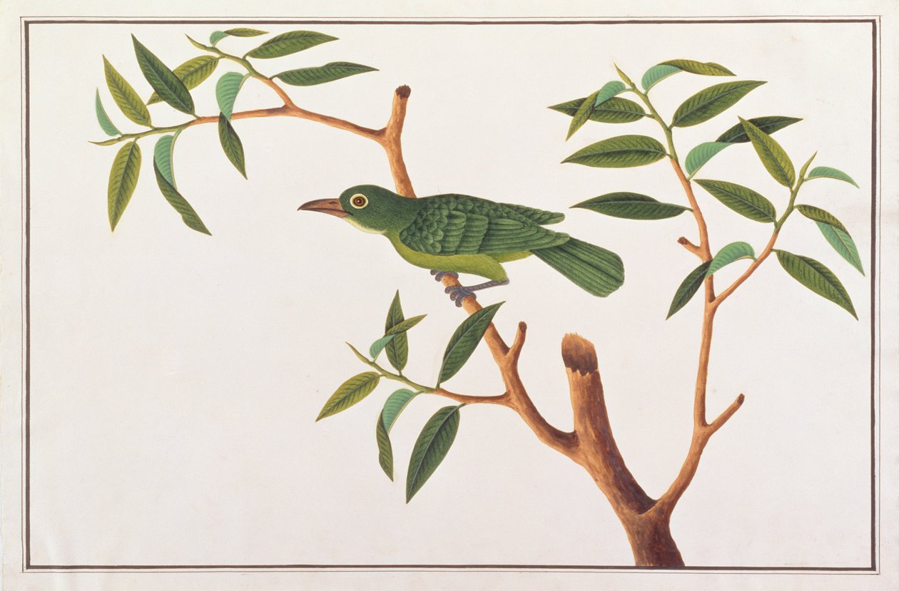 大绿叶鸟，来自马六甲的鸟类图画，c.1805-18（纸上写着） 作者 中文学校