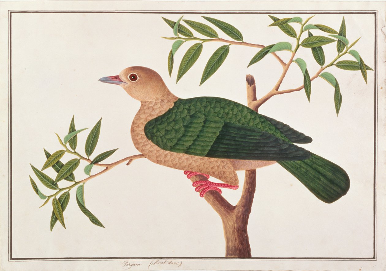 绿色帝国鸽，来自马六甲的鸟类画，c.1805-18（纸上写着） 作者 中文学校