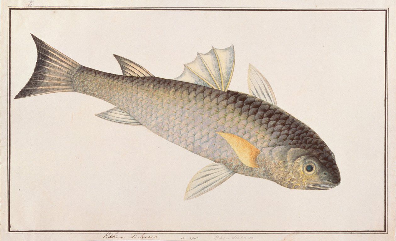 灰Mul鱼，来自马六甲的鱼的图纸，c.1805-18（纸上写着） 作者 中文学校