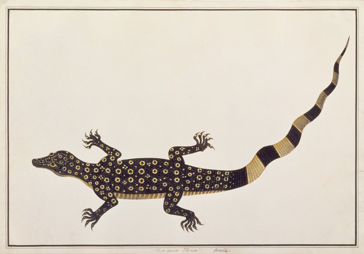 Guana，Bie awa Tana，来自马六甲的动物，昆虫和爬行动物图画，c.1805-18（wc和水粉纸） 作者 中文学校