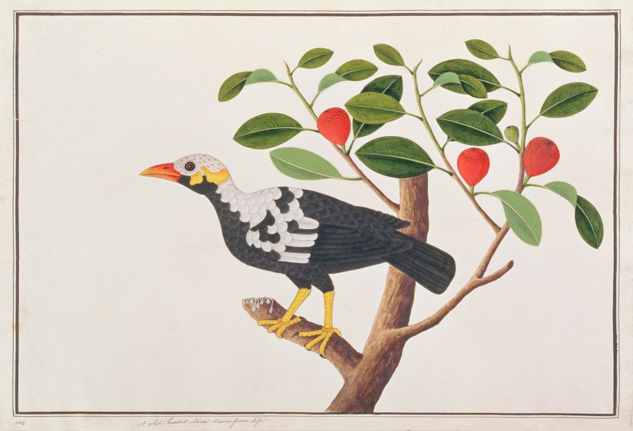 希尔·米娜，来自马六甲的鸟类画，c.1805-18（纸上写着） 作者 中文学校