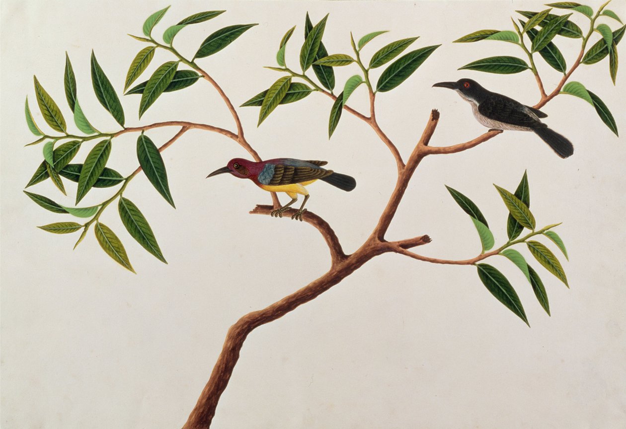 Humming Bird，Boorong cherichap，来自马六甲的鸟类画，c.1805-18（纸上写着） 作者 中文学校